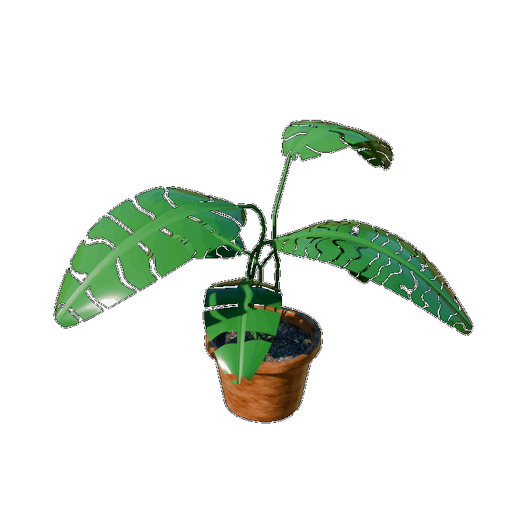 Monstera