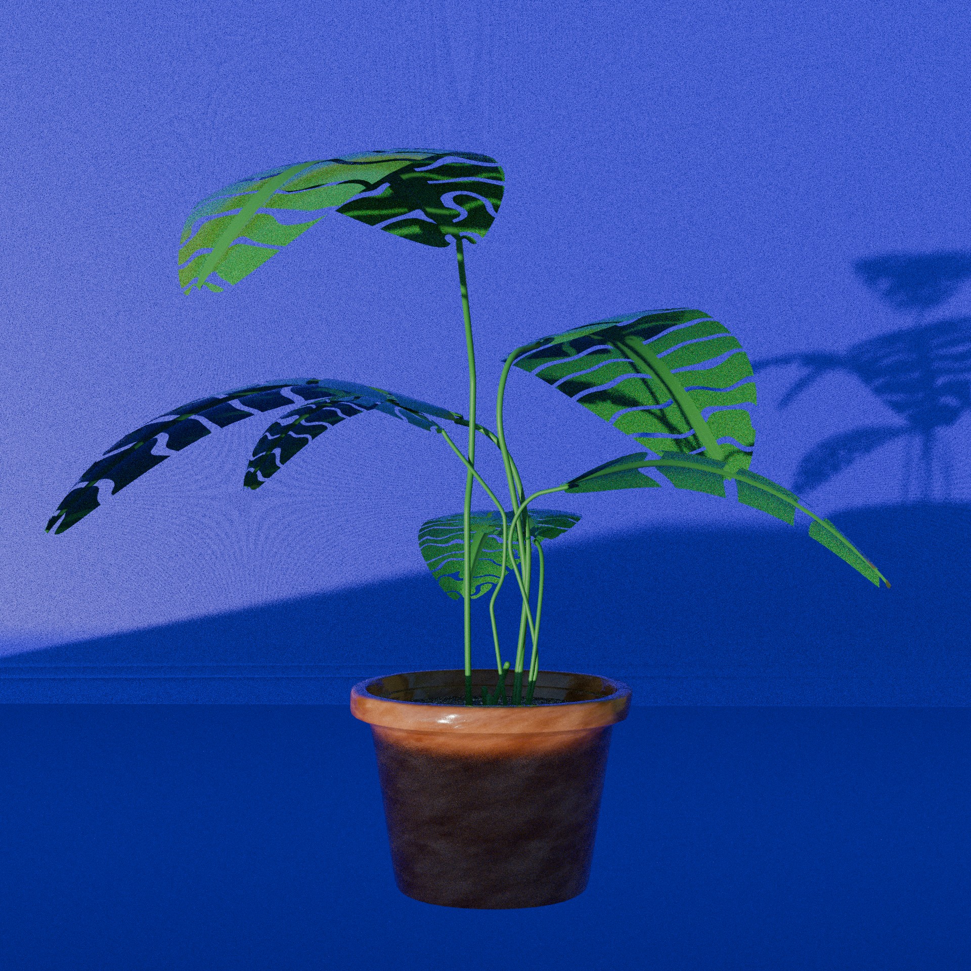 Monstera_4 Monstera_4